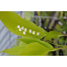 Convallaria majalis 'Fernwood Golden Slippers' - Fernwood Golden Slippers Lily-of-the-Valley