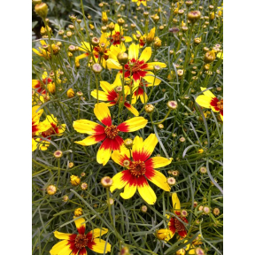 Coreopsis x 'Firefly' PP 26295 - Firefly Tickseed