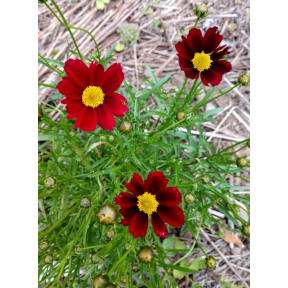 Coreopsis x 'Red Elf' PP 27918 - Red Elf Tickseed