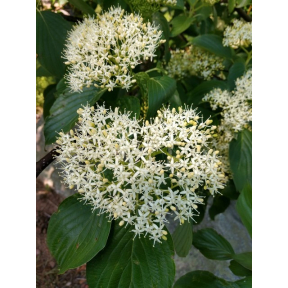 Cornus controversa 'June Snow' - June Snow Giant Pagoda Dogwood