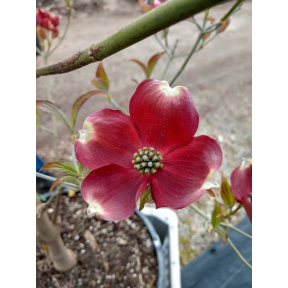 Cornus florida 'JN13' Ragin Red™  - Ragin Red™  Flowering Dogwood