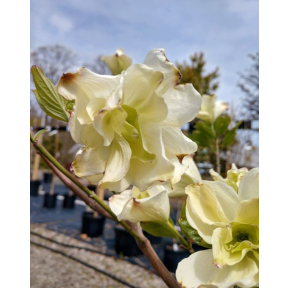 Cornus florida 'Plena' - Double Flowering Dogwood