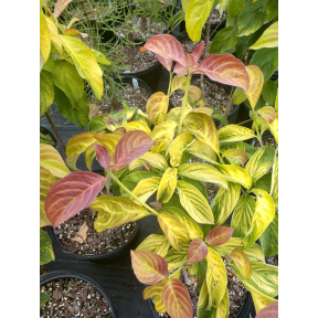 Cornus florida 'Pumpkin Patch' - Pumpkin Patch Flowering Dogwood