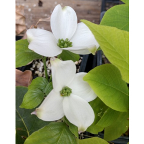 Cornus florida 'Suwanee Squat' - Suwanee Squat Flowering Dogwood