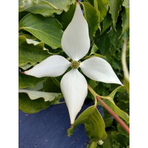 Cornus kousa 'Aiden's Mint Frost' - Aiden's Mint Frost Kousa Dogwood
