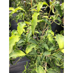 Cornus kousa 'China Kurl' - China Kurl Kousa Dogwood