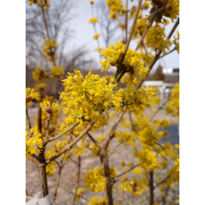 March 22nd, 2026 "Early Bloomers Tour" - Sunday, 10AM