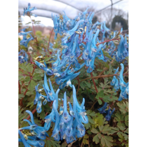 Corydalis flexuosa 'China Blue' - China Blue Corydalis