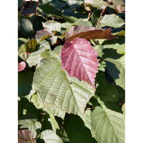 Corylus americana 'Purpleleaf Bailey Select' - Purpleleaf American Hazelnut