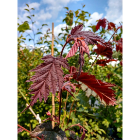 Corylus avellana 'Burgundy Lace' - PP 28216 - Burgundy Lace European Filbert