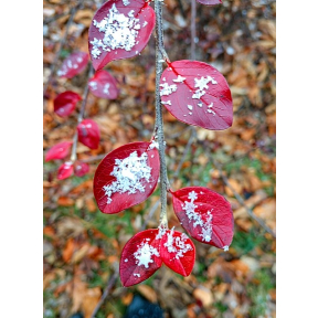 Cotoneaster franchetii - Gray Cotoneaster