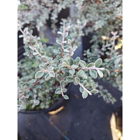 Cotoneaster glaucophyllus - Bright Bead Cotoneaster