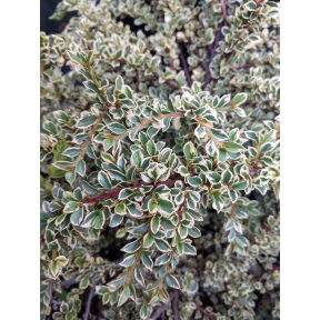 Cotoneaster horizontalis 'Cheney' - Cheney Rockspray Cotoneaster