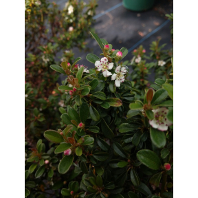 Cotoneaster x suecicus 'Emerald Sprite' PP 31719 - Emerald Sprite Hardy Swedish Cotoneaster