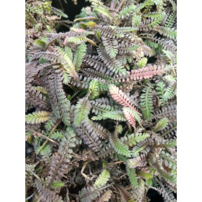 Cotula squalida 'Platt's Black'  - Platt's Black New Zealand Brass Buttons 