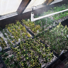 January 26th, 2026 "Stem/Hardwood Cutting Propagation (Zoom Lecture)" - Monday, 7PM Eastern Time