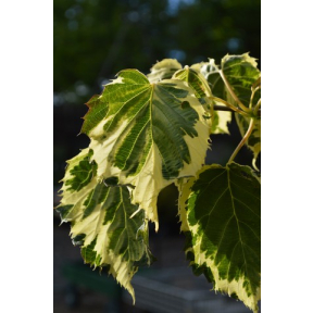 Davidia involucrata 'Aya Nishiki' - Aya Nishiki Dove Tree