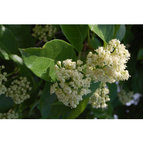 Hydrangea barbara 'Barbara Ann' - Barbara Ann Woodvamp