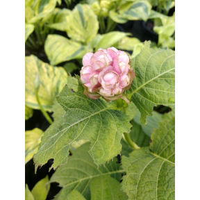 Deinanthe bifida - Two-lobed False Hydrangea