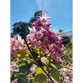 Deutzia x rosea 'Nikko Blush' - Nikko Blush Deutzia