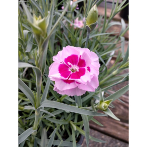 Dianthus x 'Kiss and Tell' PP 32227 - Kiss and Tell Hybrid Pinks