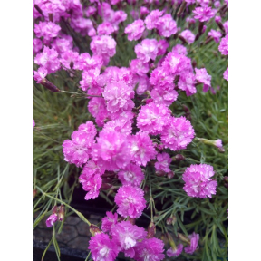 Dianthus gratianopolitanus 'Tiny Rubies' - Tiny Rubies Cheddar Pinks