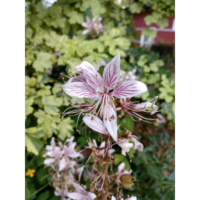 Dictamnus albus - Gas Plant