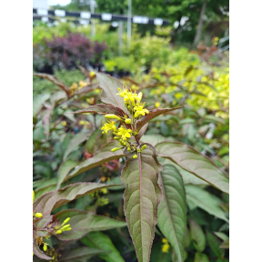 Diervilla x splendens 'El Madrigal' PP 28060 - El Madrigal Hybrid Bush Honeysuckle