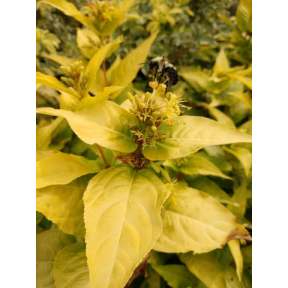 Diervilla rivularis 'Diwibru01' 27932 - Honeybee® Georgia Bush Honeysuckle