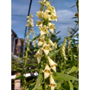 Digitalis lutea - Small Yellow Foxglove