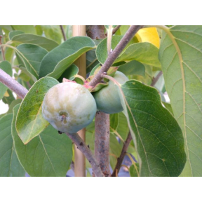 Diospyros virginiana 'Meader' - Meader American Persimmon