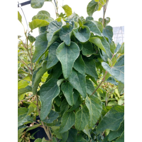 Disanthus cercidifolius 'Rikyu' - Rikyu Dwarf Disanthus