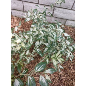 Disporum cantoniense ‘Moonlight’ PP 24556 - Moonlight Fairy Bells 