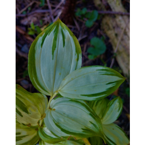 Disporum sessile 'Konpukurin' - Konpukurin Japanese Fairy Bells