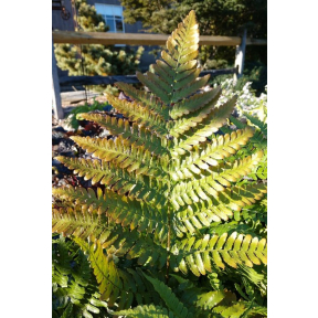 Dryopteris erythrosora 'Brilliance' - Brilliance Autumn Fern