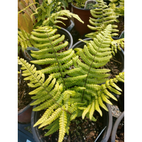 Dryopteris wallichiana 'Hollasic' PP 32735 - Hollosic Wallich's Wood Fern