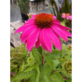 Echinacea purpurea ‘Pas702917’ PowWow® Wild Berry 