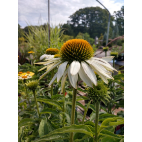 Echinacea purpurea 'White Swan' - White Swan Coneflower