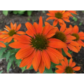 Echinacea x 'Balsomenco'  - Sombrero®  Flamenco Orange Coneflower 