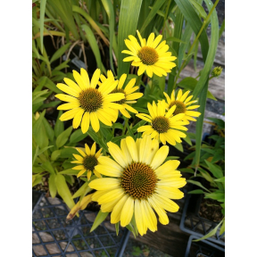 Echinacea x 'Cleopatra' PP 24631 - Cleopatra Coneflower