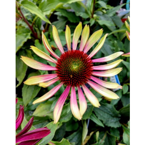 Echinacea purpurea 'Green Twister' - Green Twister Coneflower