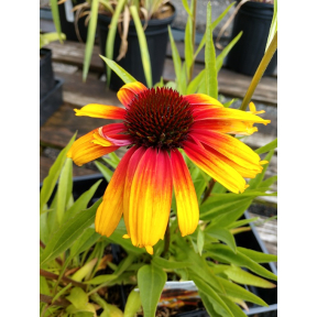 Echinacea x 'Parrot' PP 31928 - Parrot Coneflower