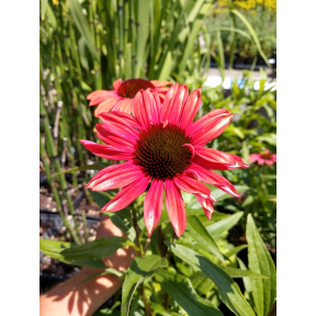 Echinacea x 'Playful Meadow Mama' PPAF - Playful Meadow Mama Coneflower