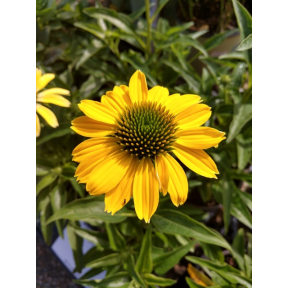 Echinacea x 'Balsomsolst' PP 31818 - Summer Solstice® Coneflower