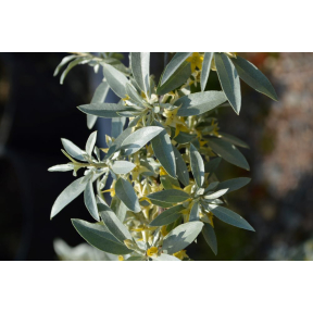 Elaeagnus x 'Quicksilver' - Quicksilver Hybrid Oleaster