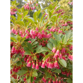 Enkianthus campanulatus 'Akatsuki' - Akatsuki Redvein Enkianthus