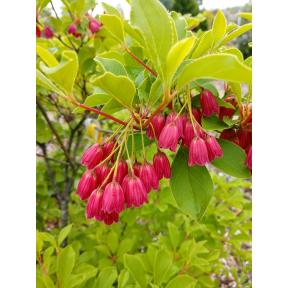 Enkianthus campanulatus 'Miyama-beni' - Miyama-beni Redvein Enkianthus