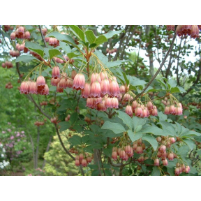 Enkianthus campanulatus 'Summer Hill' - Summer Hill Redvein Enkianthus