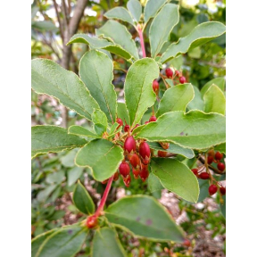 Enkianthus campanulatus - Redvein Enkianthus