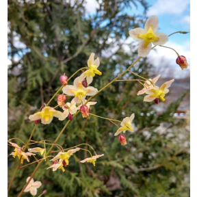 Epimedium x 'Black Sea' - Black Sea Fairy Wings